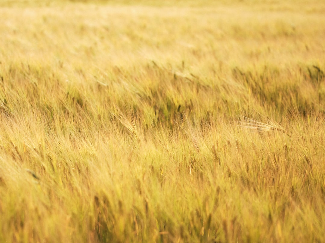 Sandhill crane in tall grasses at Sherburne National Wildlife Refuge
