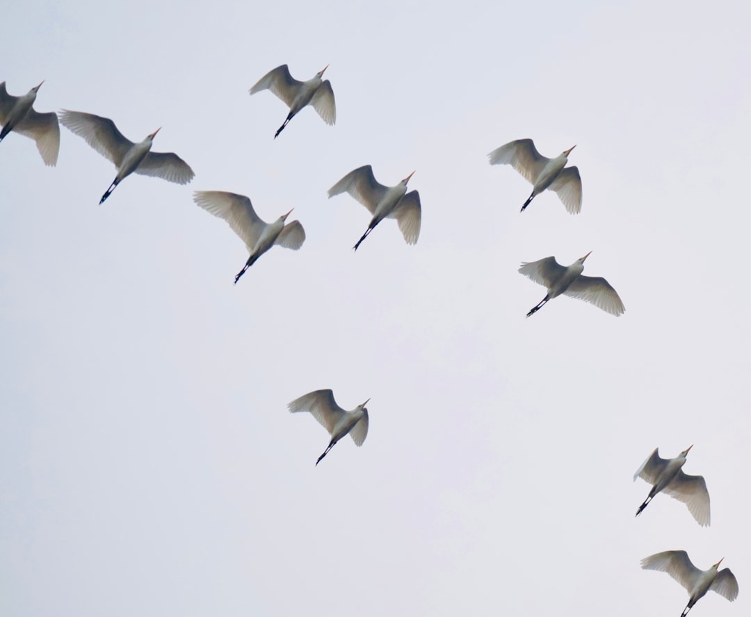 Sandhill cranes flying over water in Grizzly Island Wildlife Area California