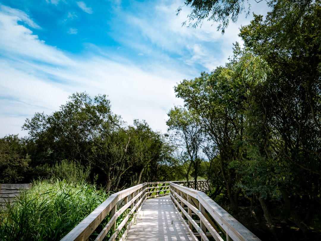 Scenic nature trail through Florida habitat at Pelican Island Wildlife Preserve