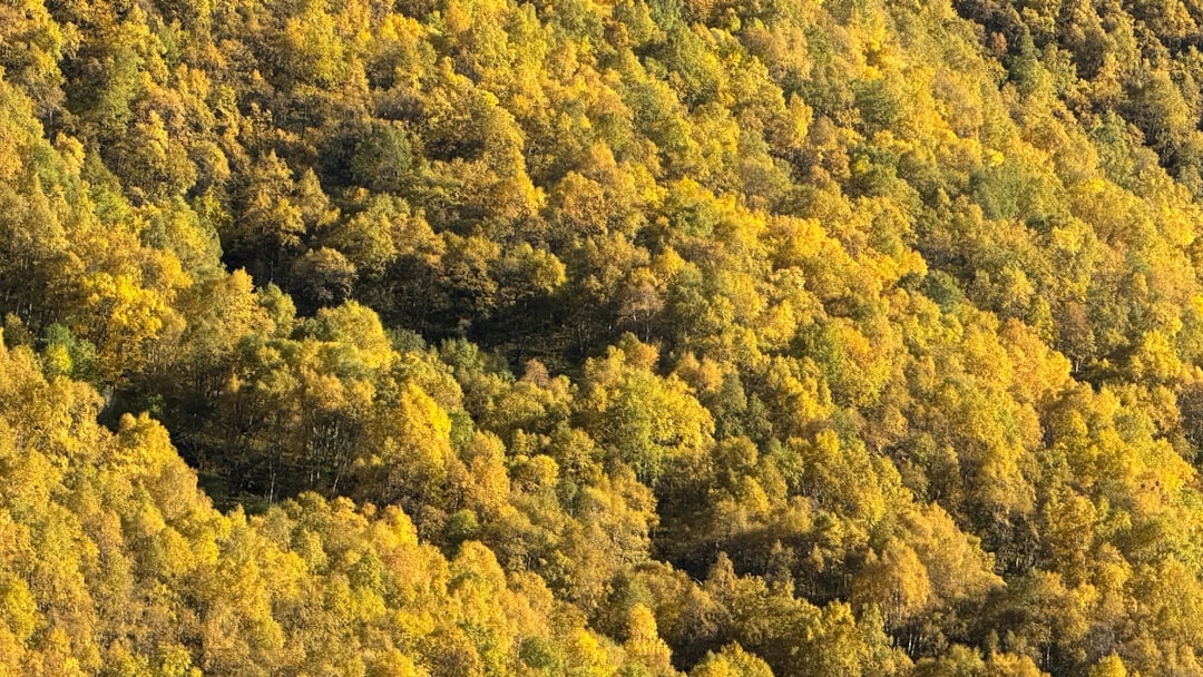 Sherburne National Wildlife Refuge forest and marsh at golden hour during fall