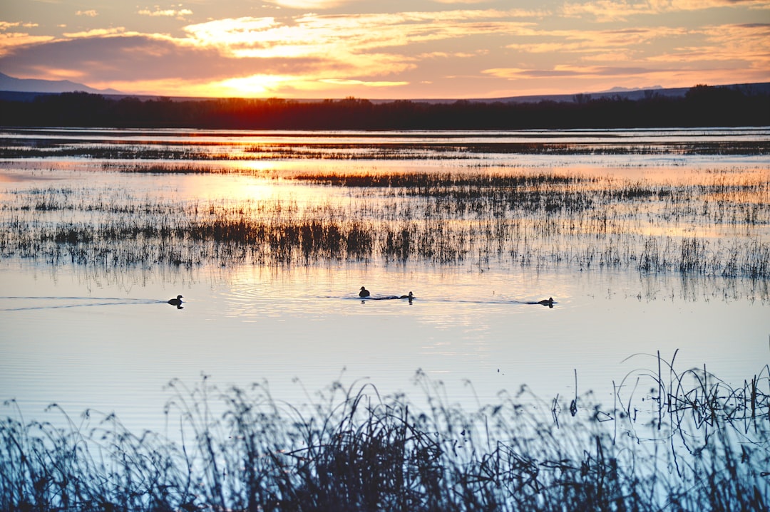 Sherburne National Wildlife Refuge wetlands sunrise photo with wading birds
