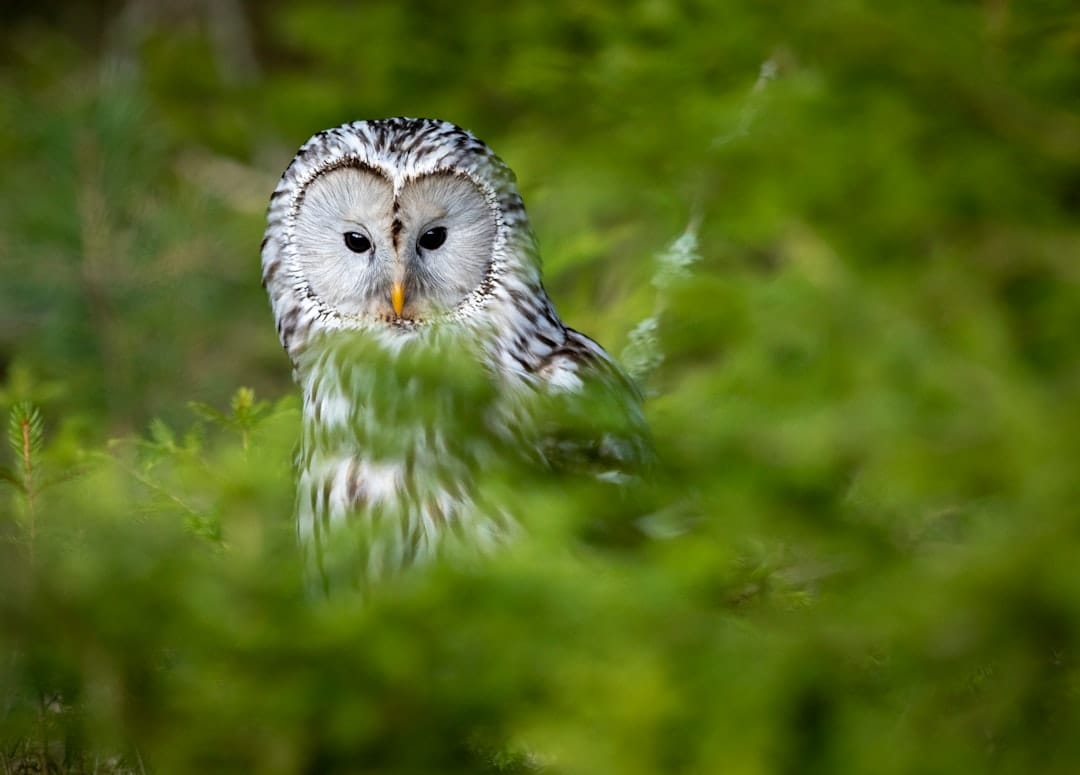 Snowy owl in winter Ontario wildlife photography on fence line