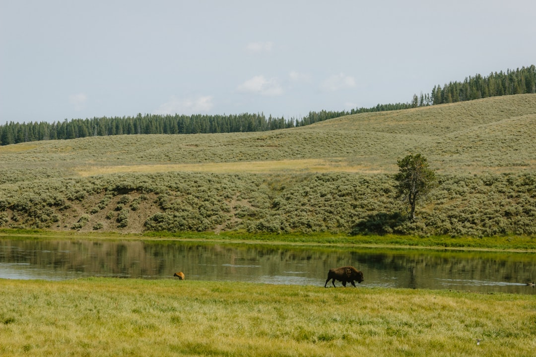 Tule elk grazing in Grizzly Island Wildlife Area marshland