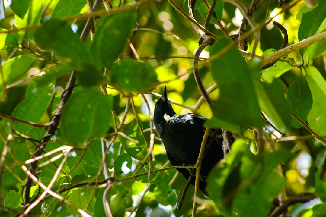 Variety of birds in mangroves at Pelican Island Wildlife Preserve