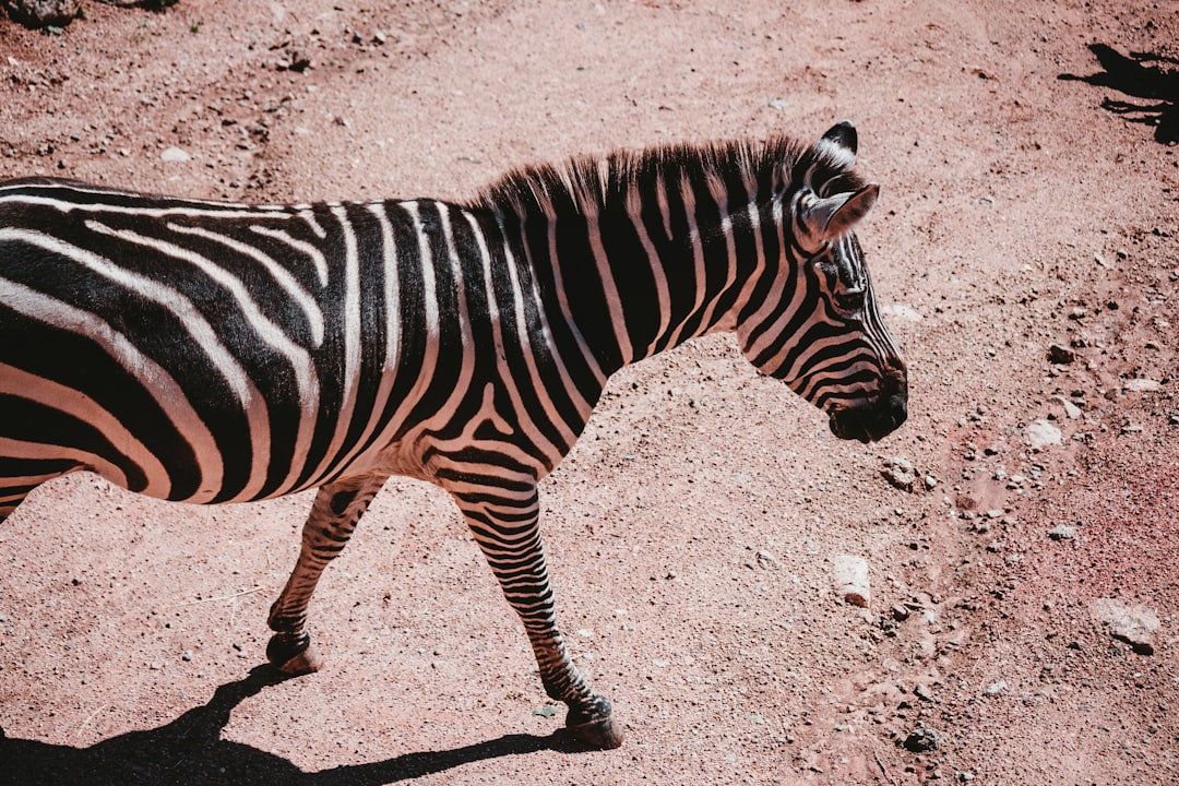 Visitor photographing zebra at Sharkarosa Wildlife Ranch enclosure