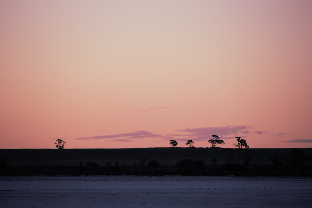 White-tailed deer and birds at sunset at Lee G. Simmons Wildlife Park