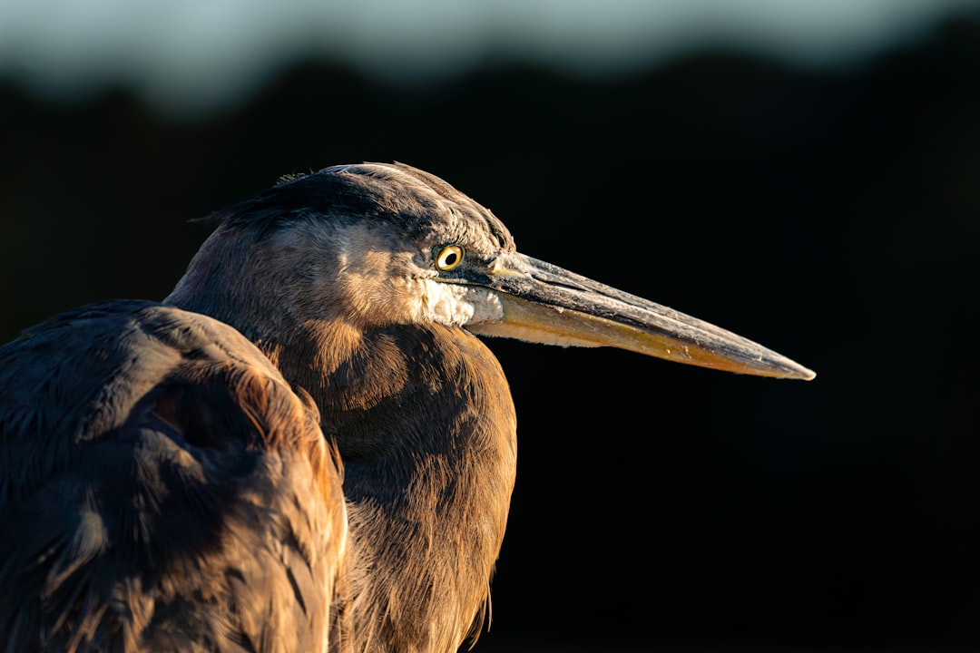 Wildlife photographer capturing a heron at Apopka Wildlife Drive pond.
