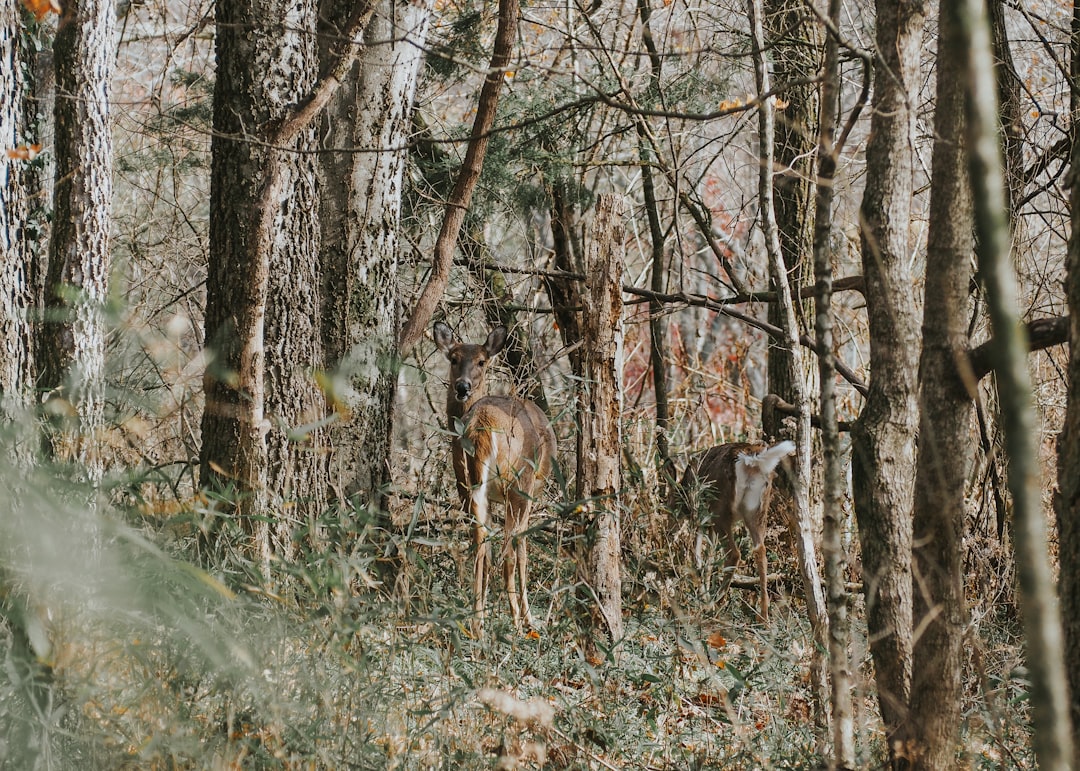 Wildlife photographer on trail photographing deer with wildflowers in Sherburne Refuge