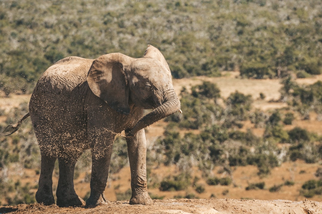 Wildlife photographers on safari capturing elephants Addo park