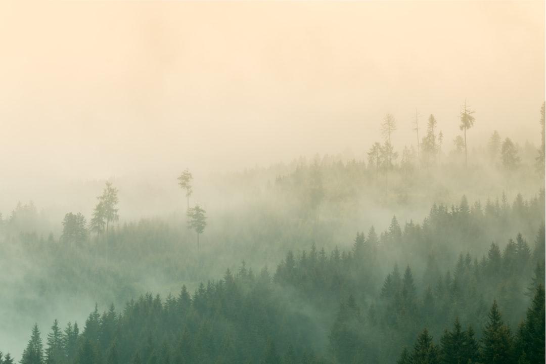 Wildlife trek group at sunrise in Washington woods