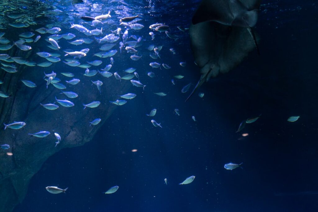 american national fish and wildlife museum