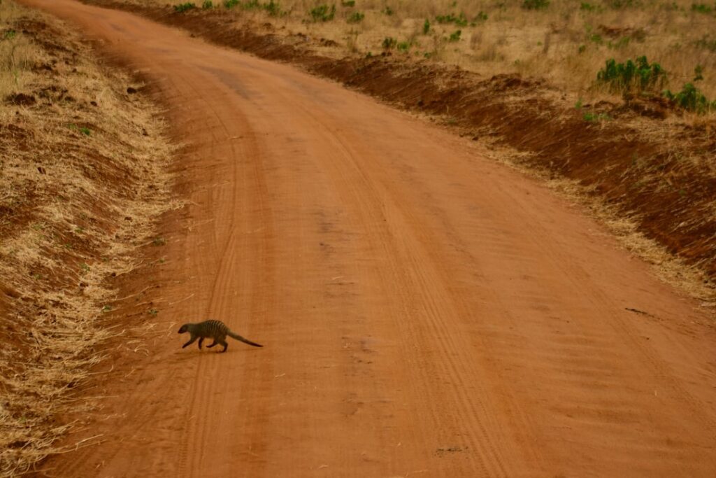 apopka wildlife drive