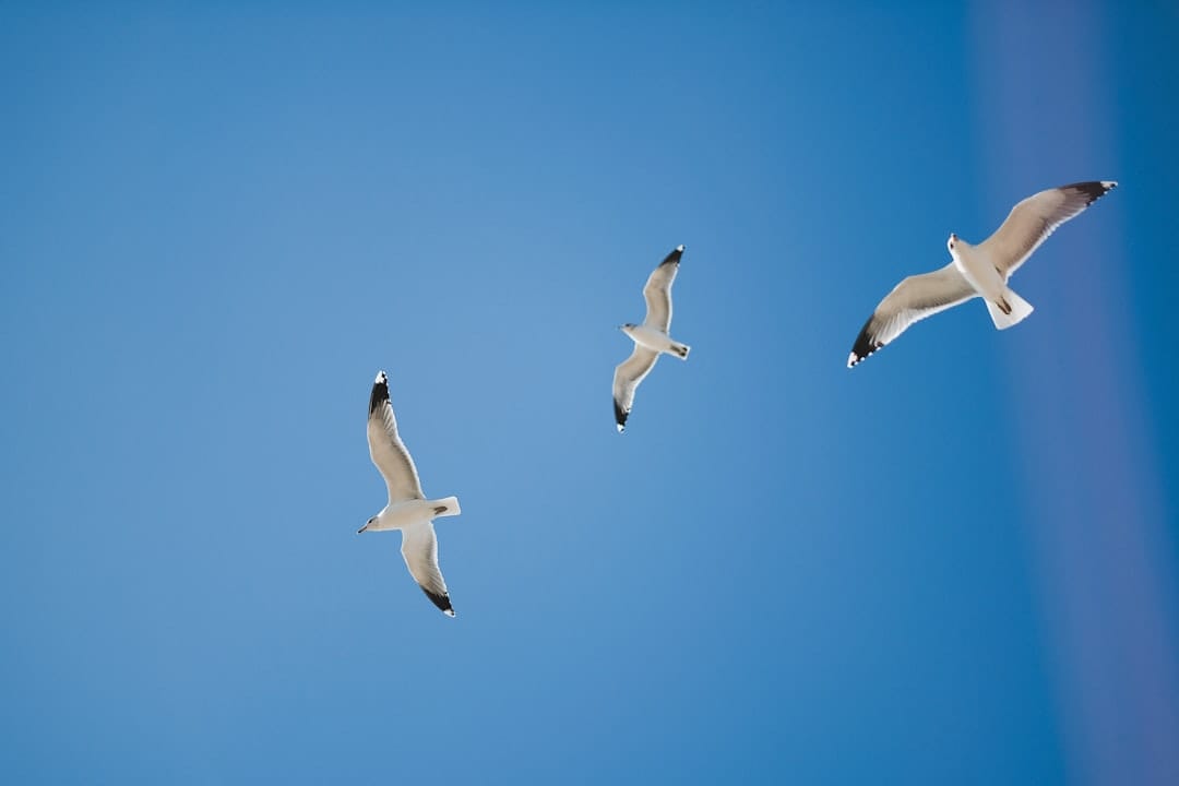 bird in flight settings 1 2000 sec snow geese beginner bird photography Bosque del Apache