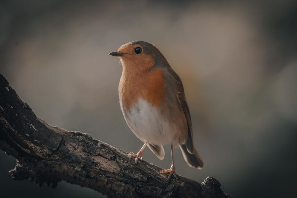 bird photography for beginners