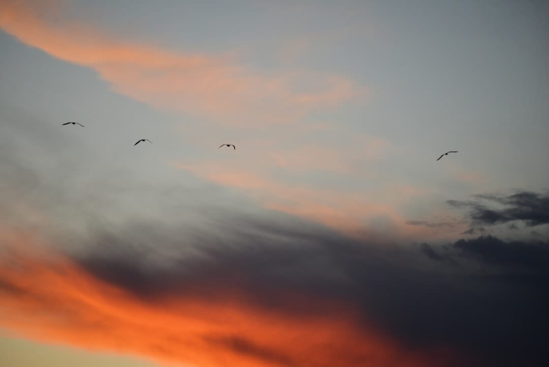 bird photography for beginners at Bosque del Apache sunrise with sandhill cranes