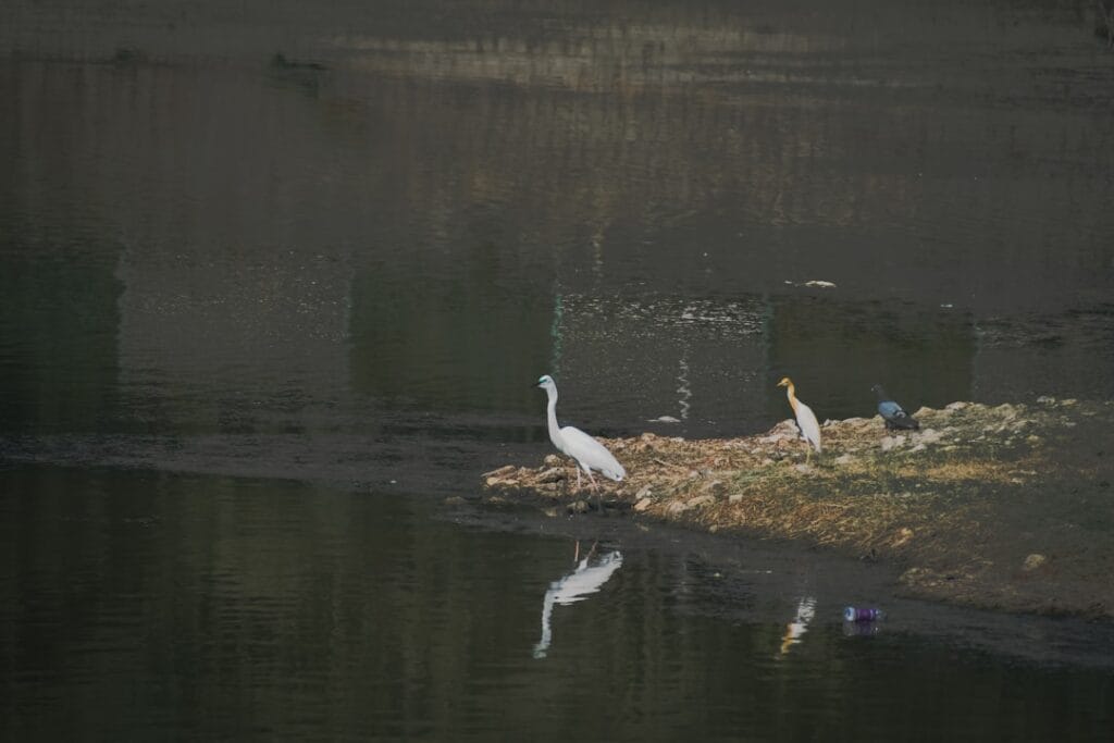 birds in flight photography