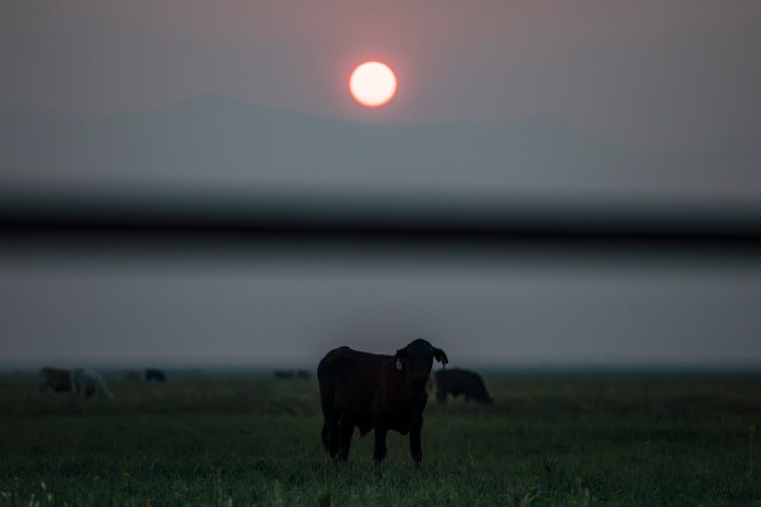 bison crossing road at usa drive thru safari sunrise scene