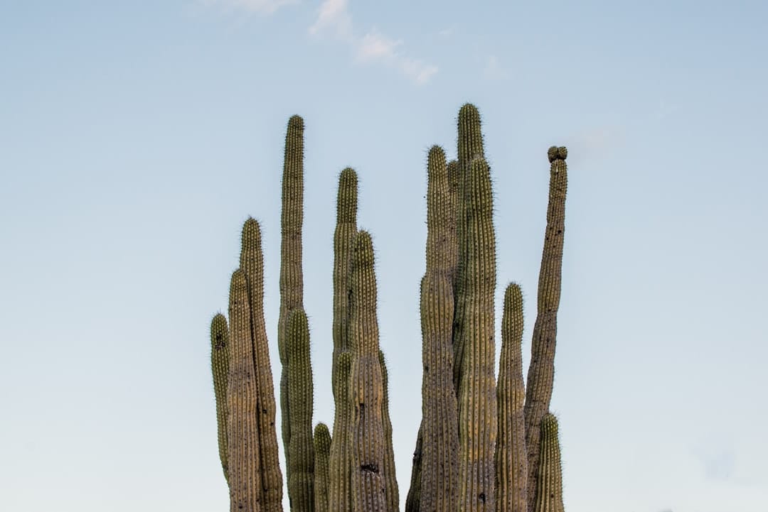 cactus wren on saguaro arizona desert wildlife photography