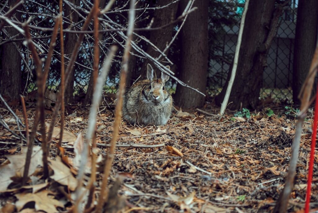 canada lynx sightings vermont