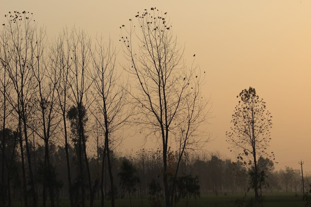 cranes at sunset birds in flight photography golden hour over wetlands