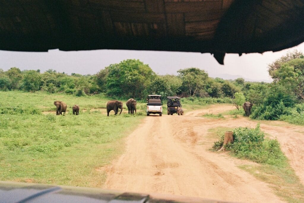 drive thru safari usa