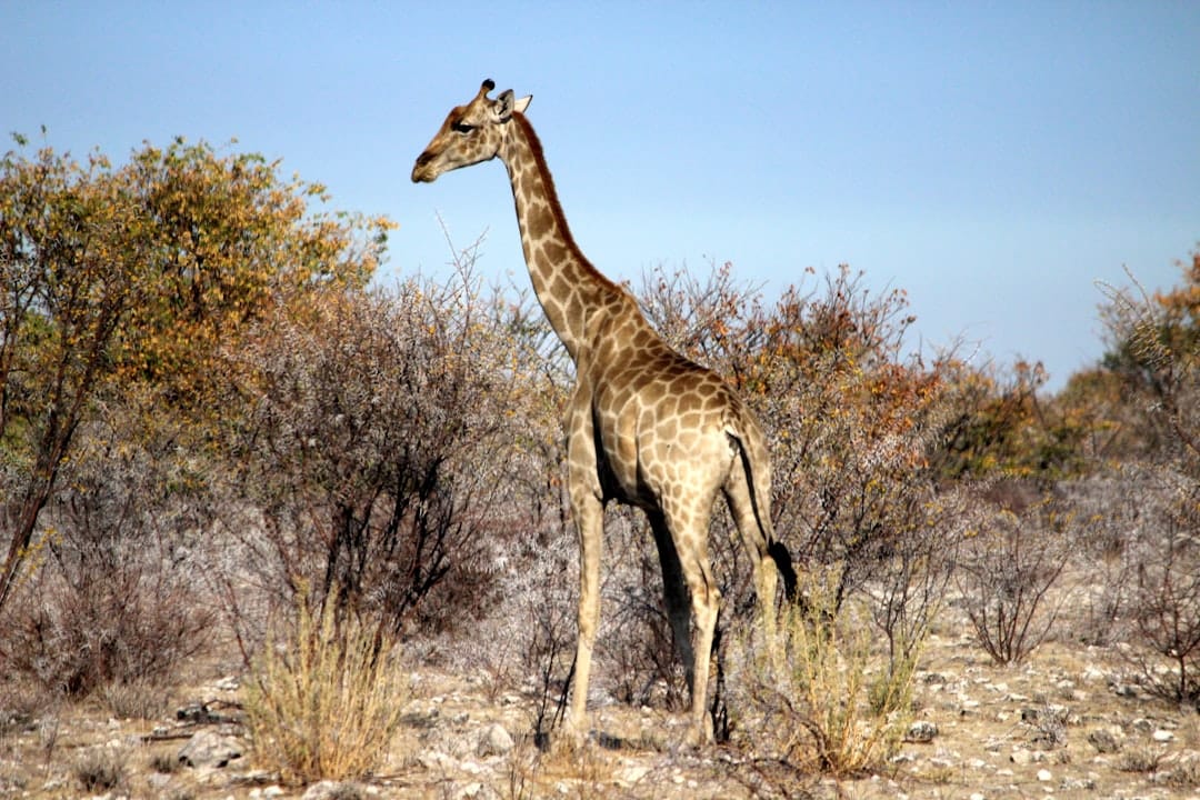 giraffe feeding from car at golden hour drive thru safari usa