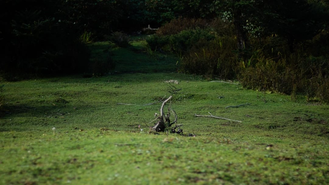 great blue heron at magnolia branch wildlife reserve alabama