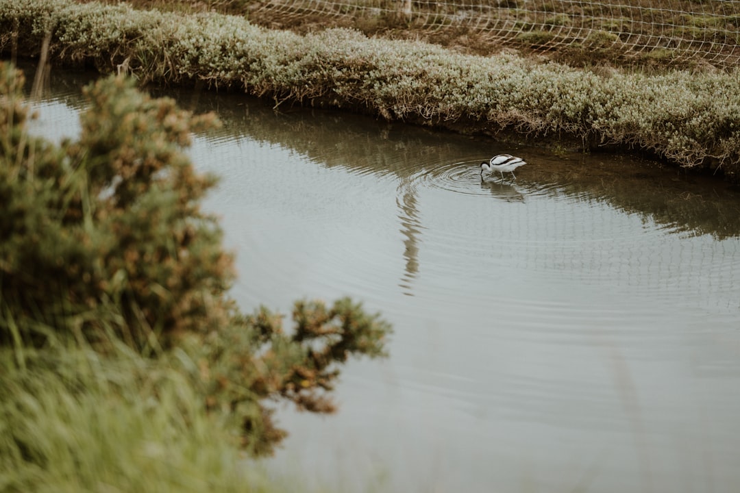 great egret bird posing in wetland reeds at don edwards national wildlife refuge