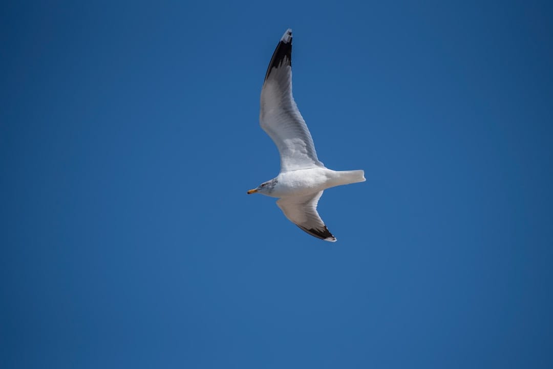 gull in flight sharp focus blue sky background birds in flight photography