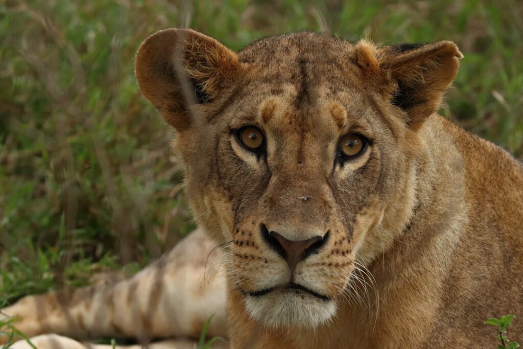 lee g simmons conservation and wildlife safari