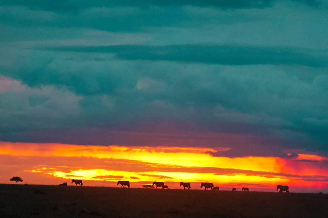 lion pride at golden hour maasai mara safari photography
