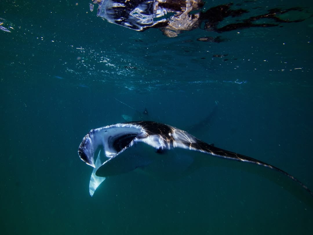 marine wildlife photography manta ray best destinations 2025