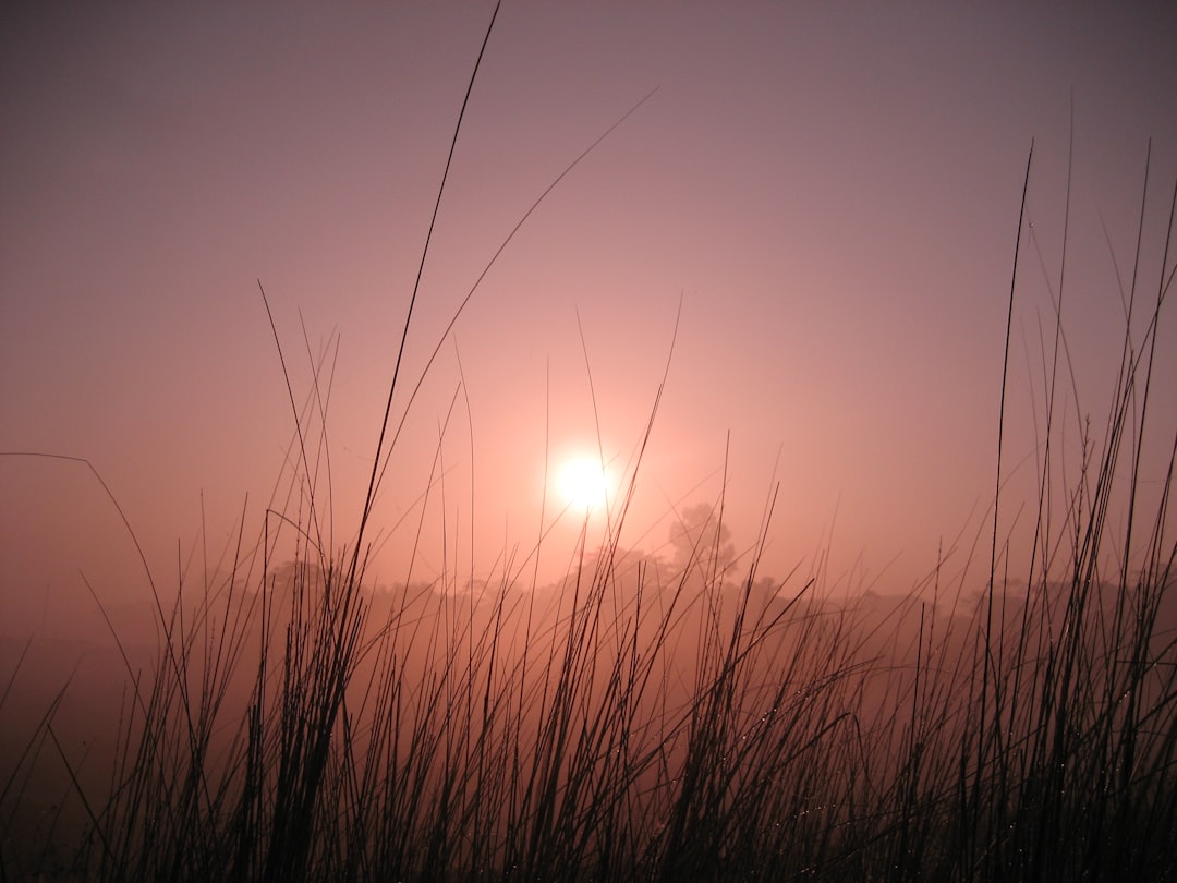 misty sunrise at don edwards national wildlife refuge with marsh grass and tranquil water