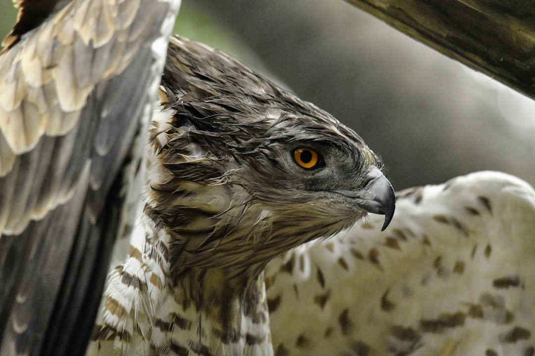 native wildlife display wildlife exposition charleston south carolina