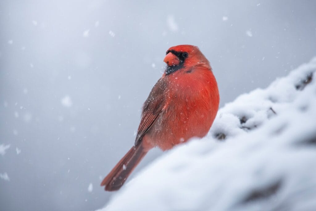 ontario wildlife photography