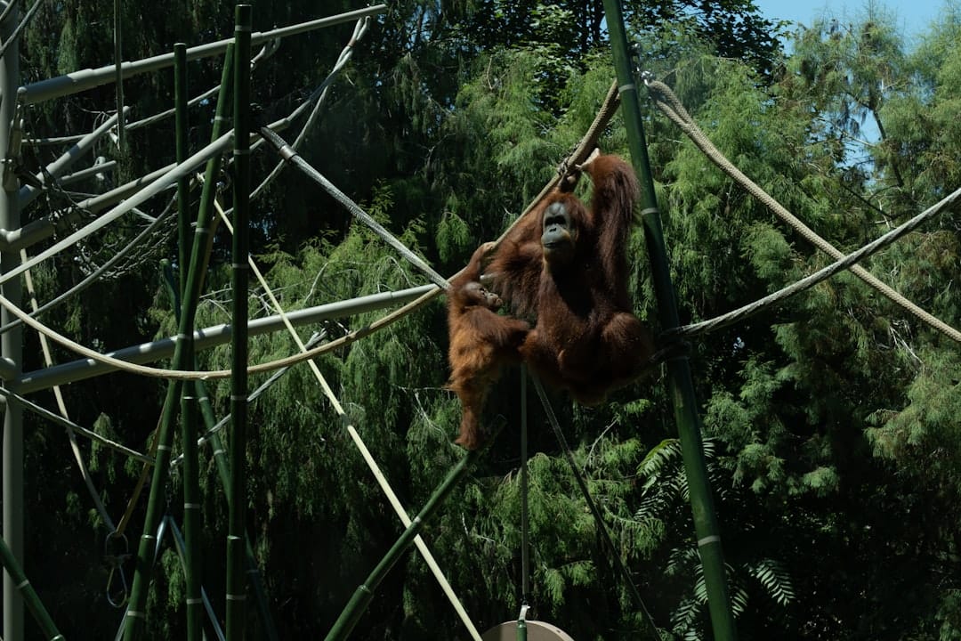 orangutan with baby in borneo rainforest wildlife photography