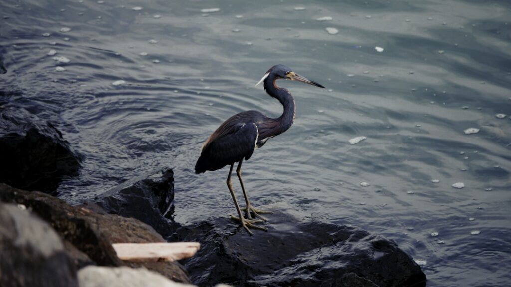 pelican island wildlife preserve