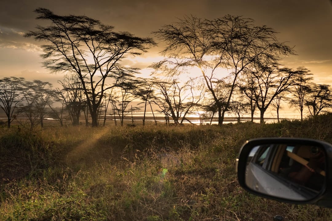 safari jeep lions grassland best wildlife destinations 2025