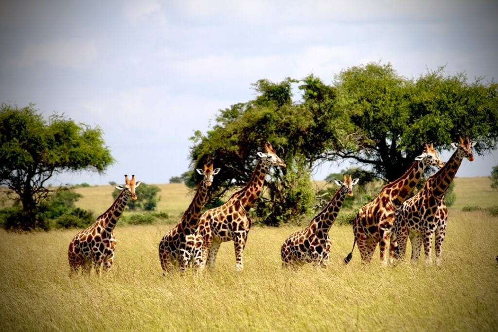 safari packing list photographers