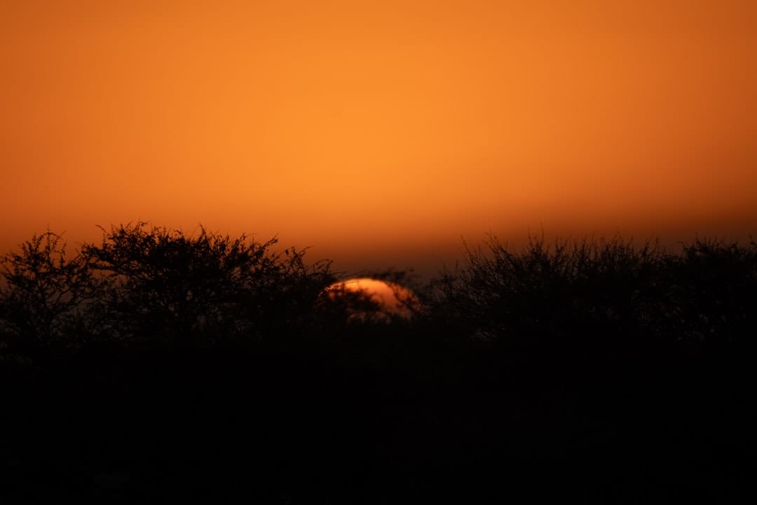 sunrise saguaro forest arizona desert photography landscape