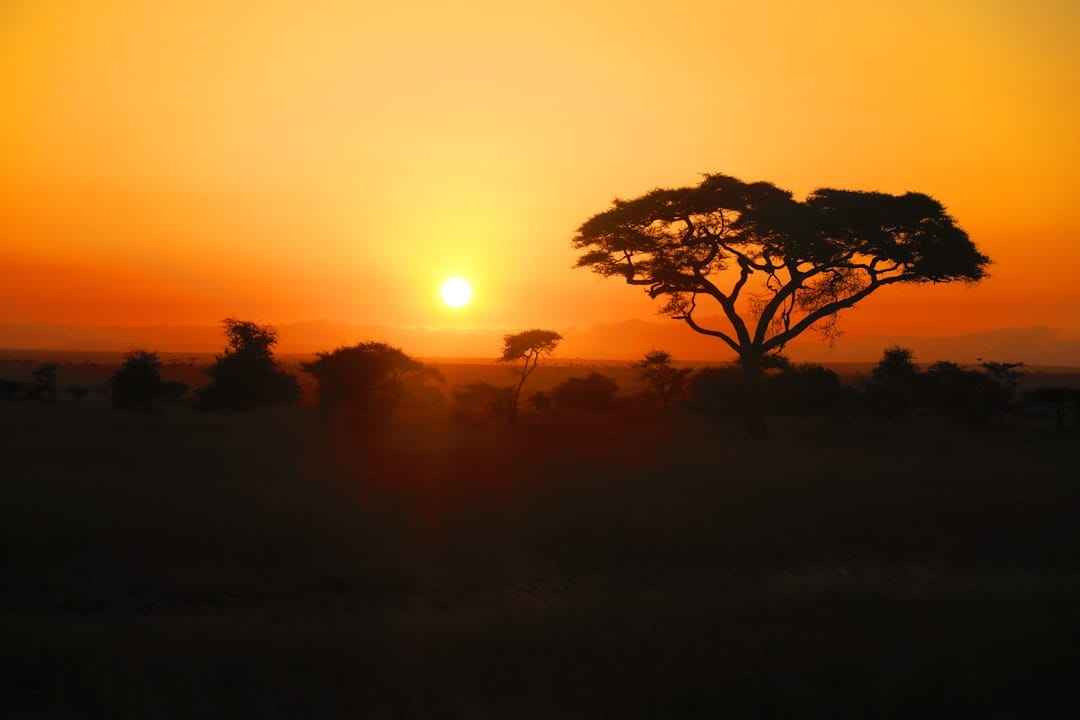 sunrise savanna elephants herd best wildlife destinations 2025
