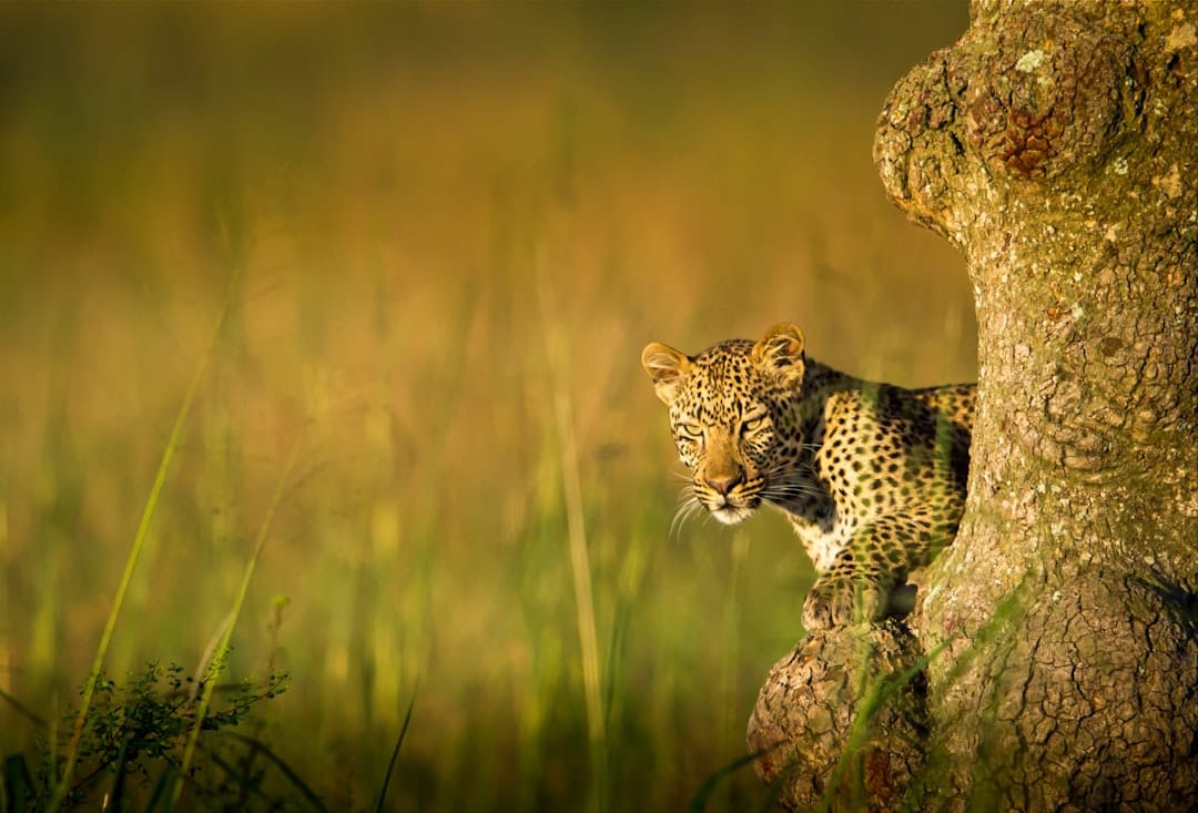 top 10 wildlife destinations collage call to action for trip planning