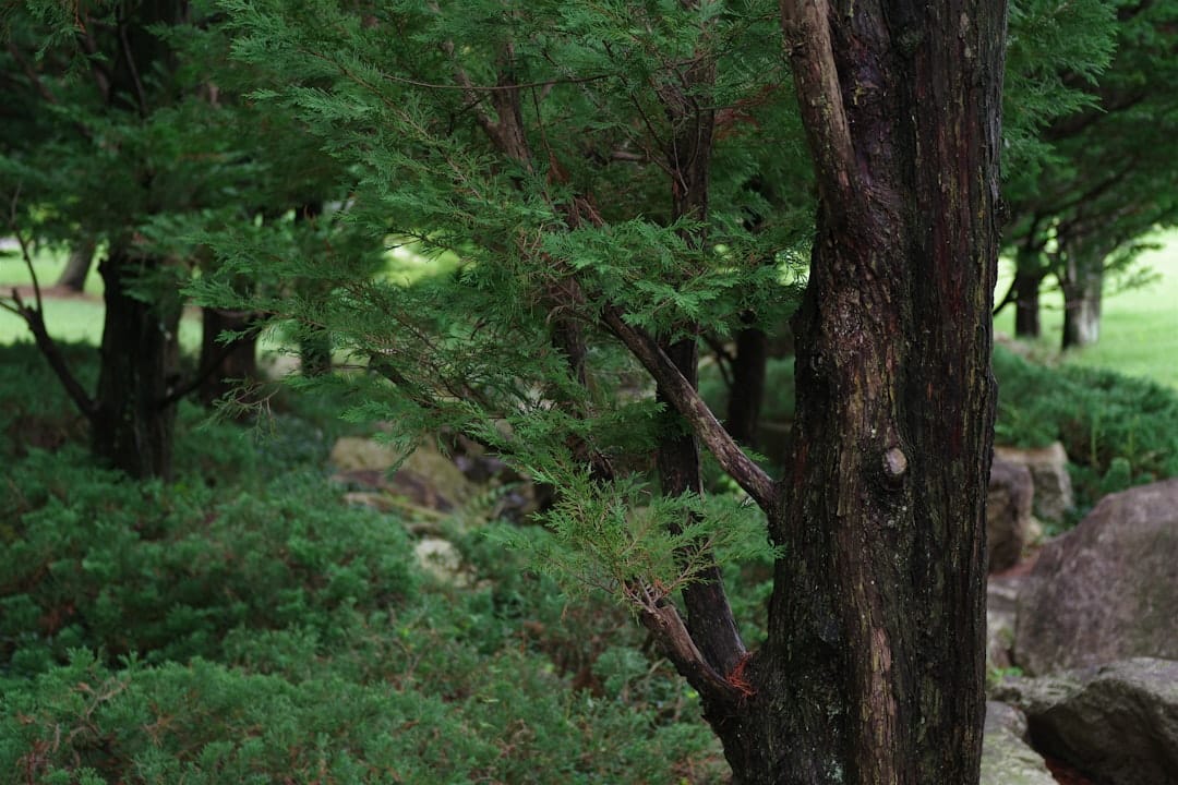 whitetail deer by llano river cypress on texas hill country road trip