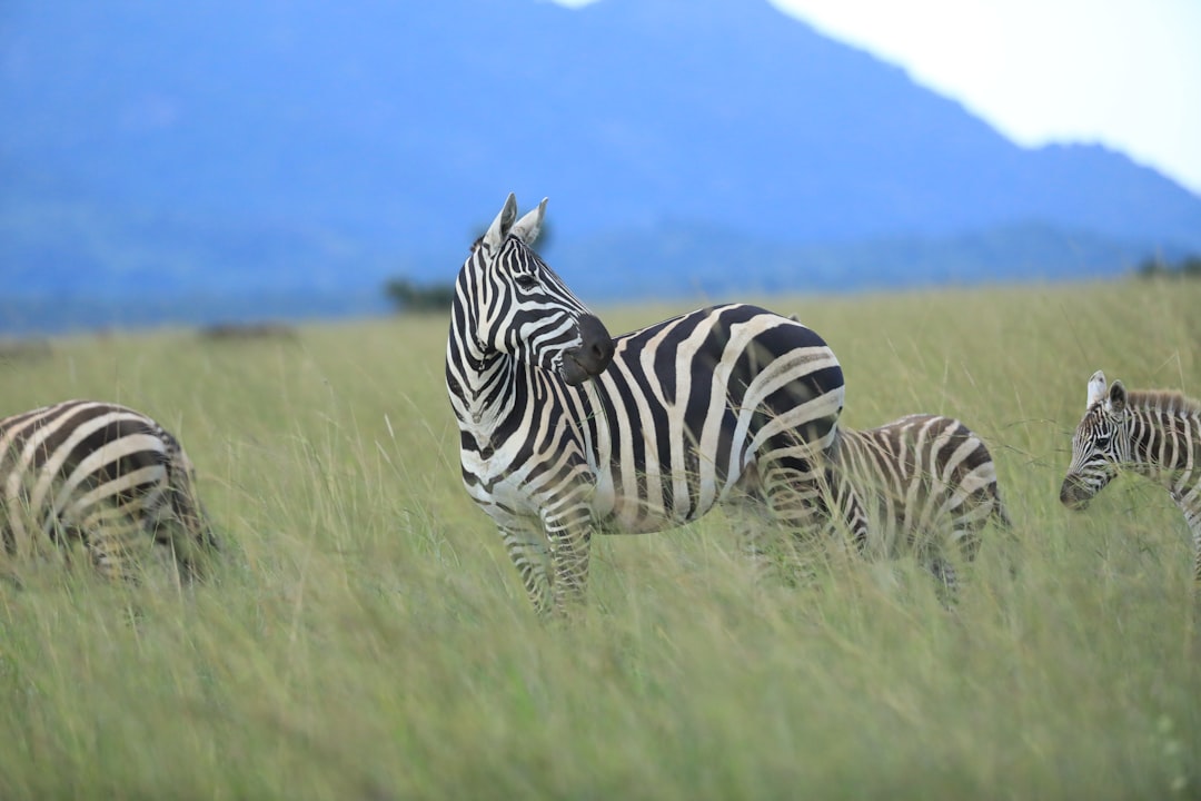 Camera screen showing travel photography tips for capturing fast moving wildlife.