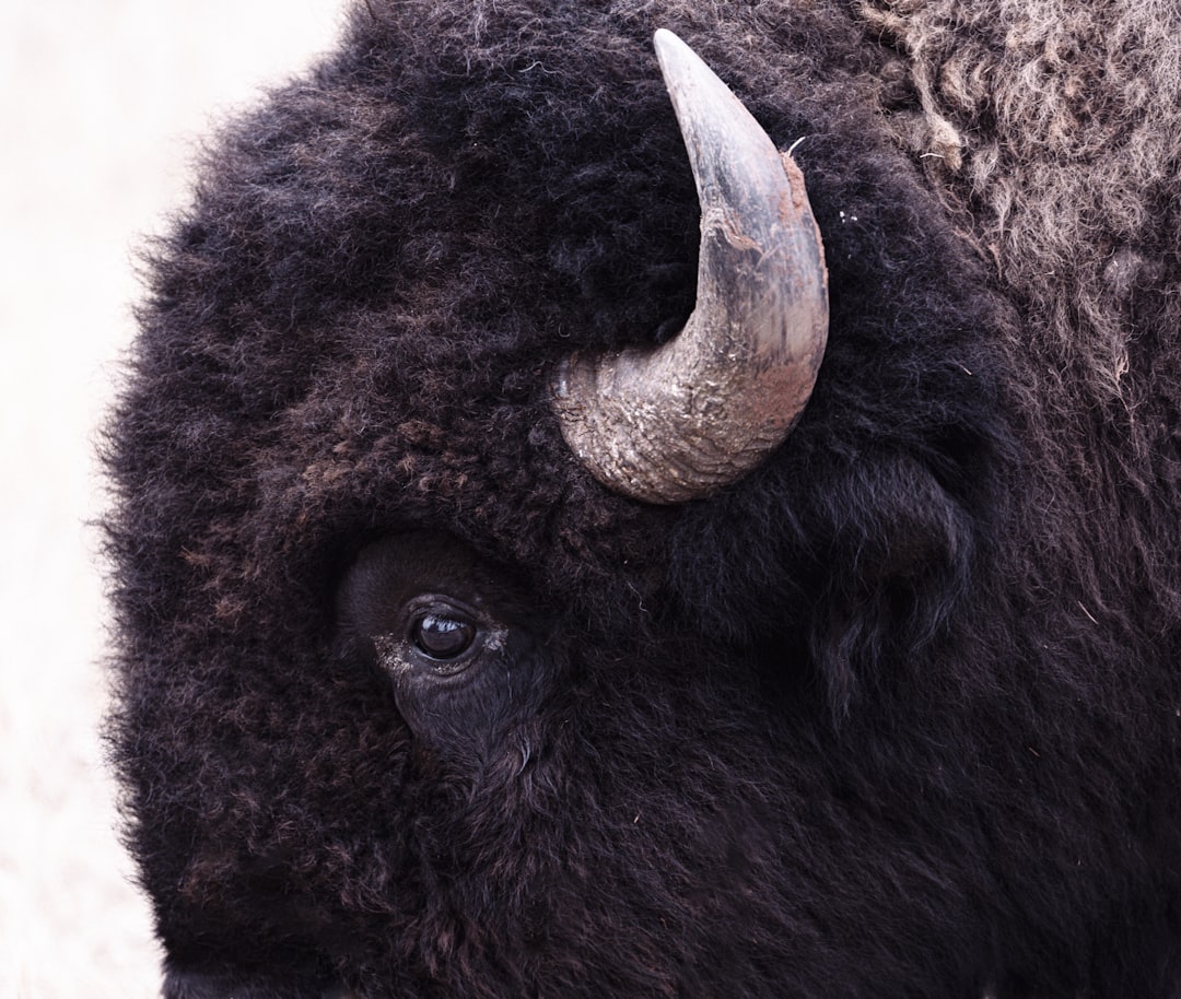 Majestic bison grazing in Custer State Park for wildlife photography South Dakota.