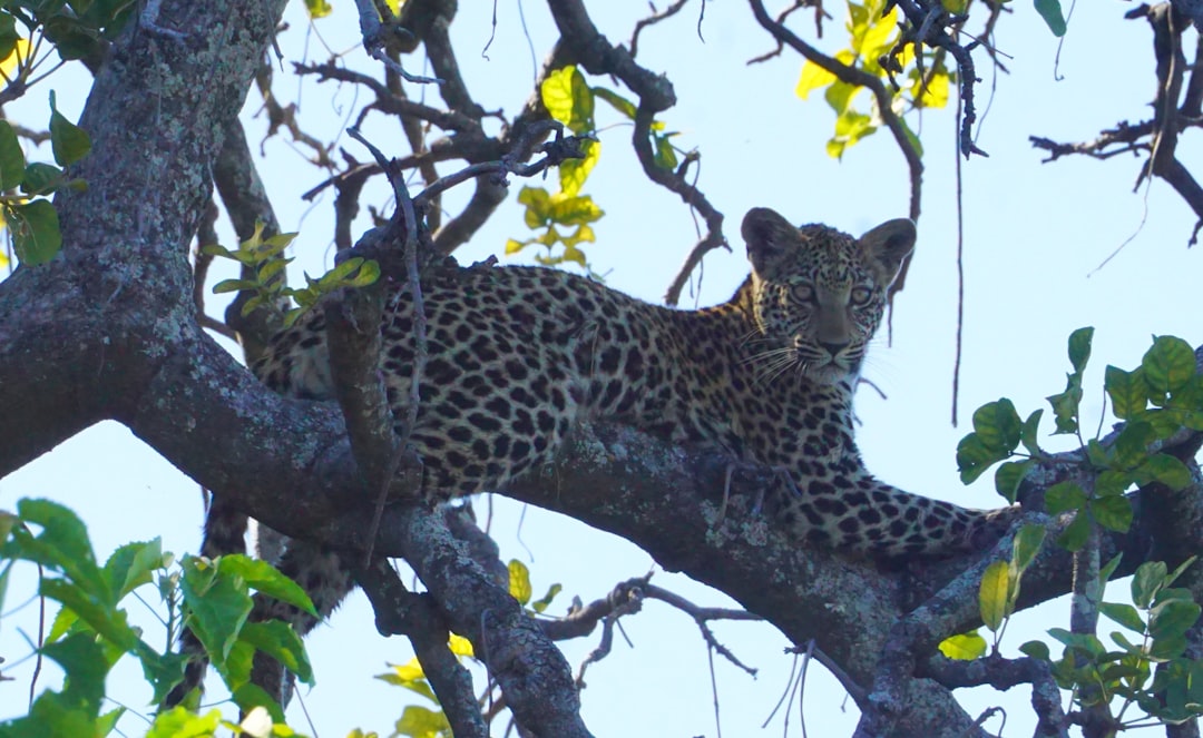 Professional wildlife travel photography setup capturing a leopard in a tree.