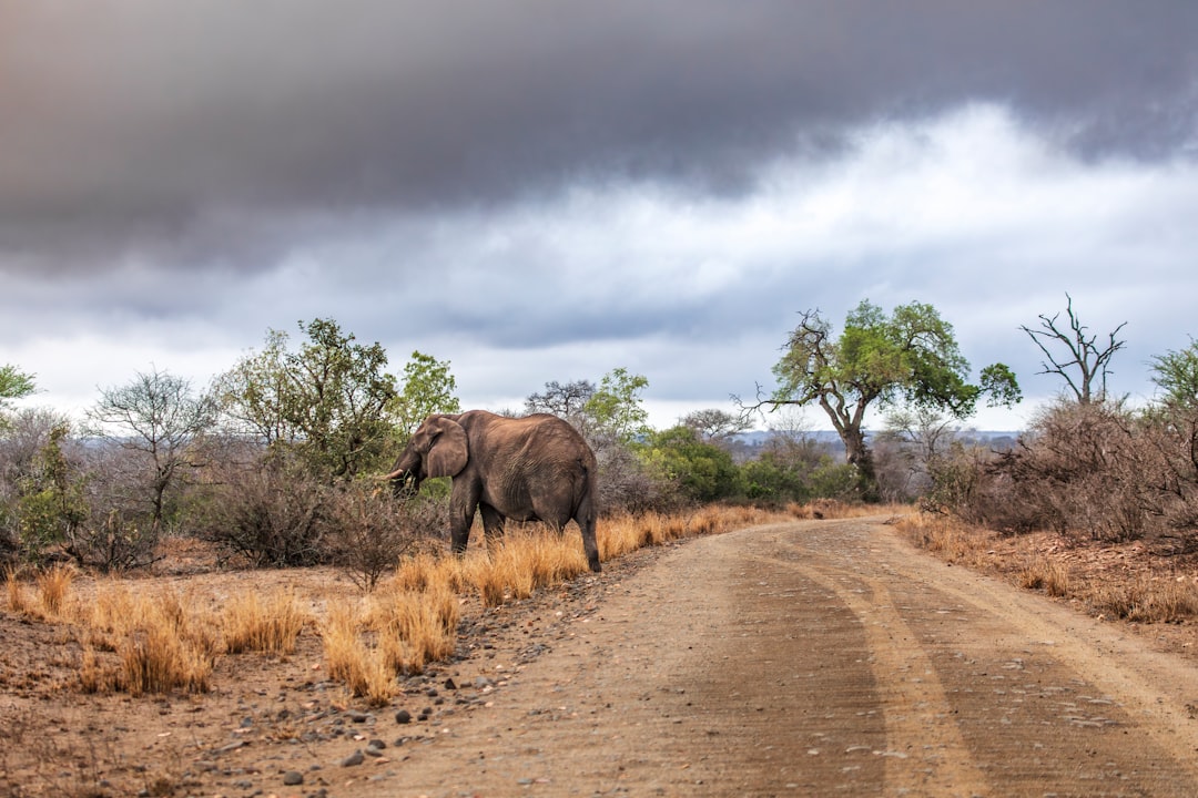 Travel guide photography gear essentials for wildlife and nature expeditions.