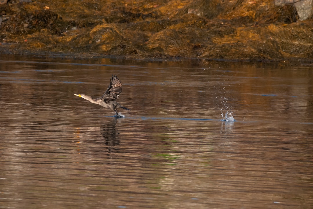 A bull moose standing in water showcasing wildlife in Maine.