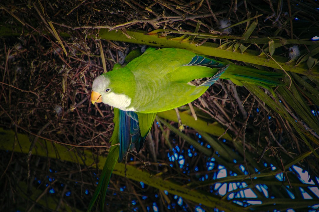 Green monk parakeets in a city park for barcelona wildlife photography.