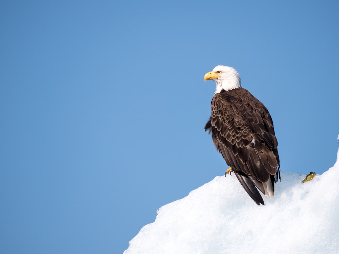 Majestic bald eagle perched on a tree branch in the Alaska wild.